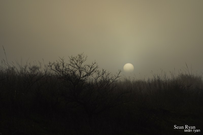 Foggy Dunes Of Meijendel