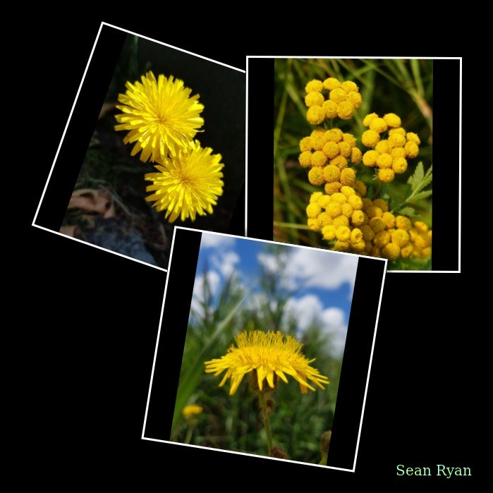 Wild Flowers Of The Netherlands