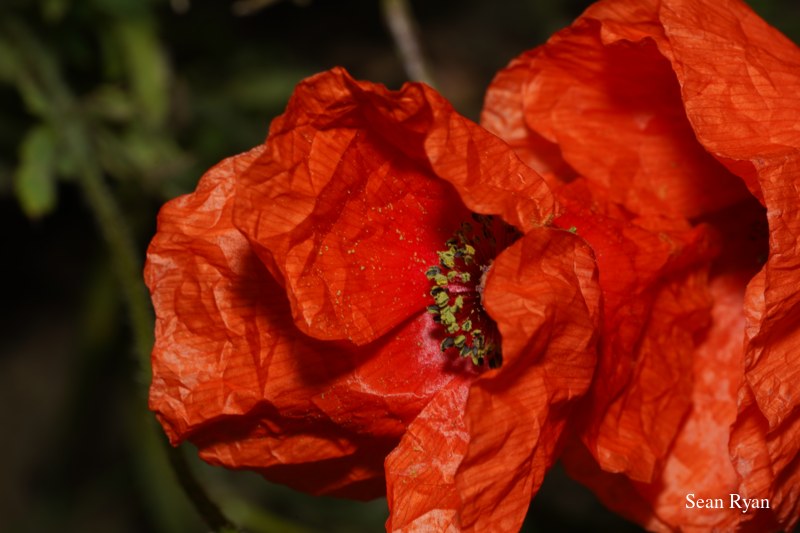 Wild Summer Flowers Of Texel - 2022