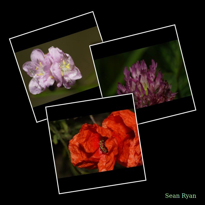 Wild Summer Flowers Of Texel - 2022 - Every Day Photos