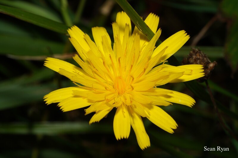 Yellow Wild Flowers Of Texel